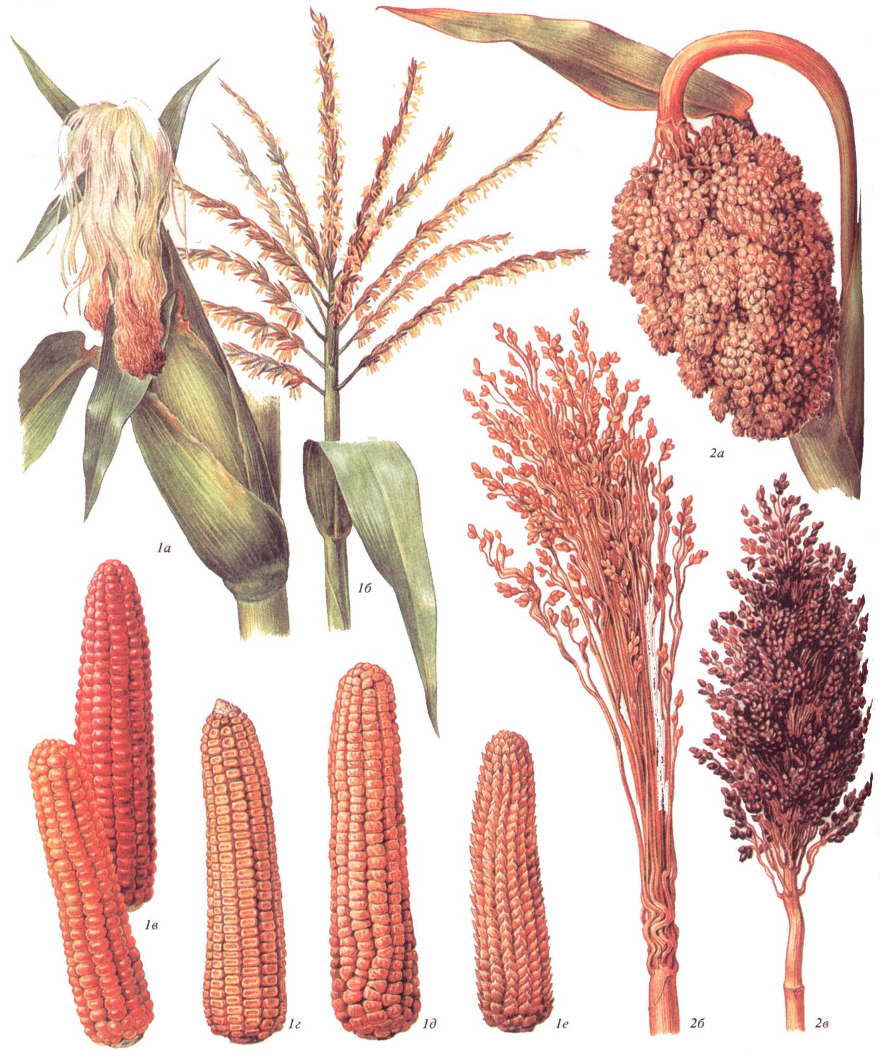 Озимая тритикале