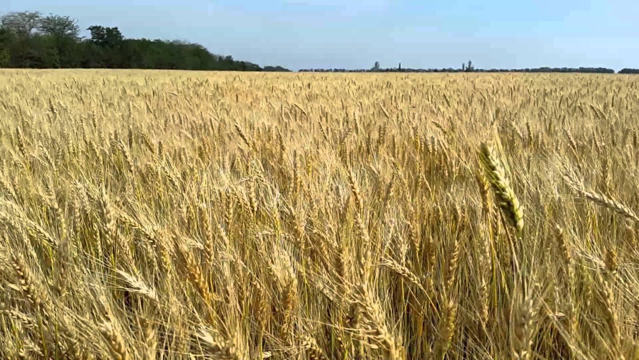 Культурные травы