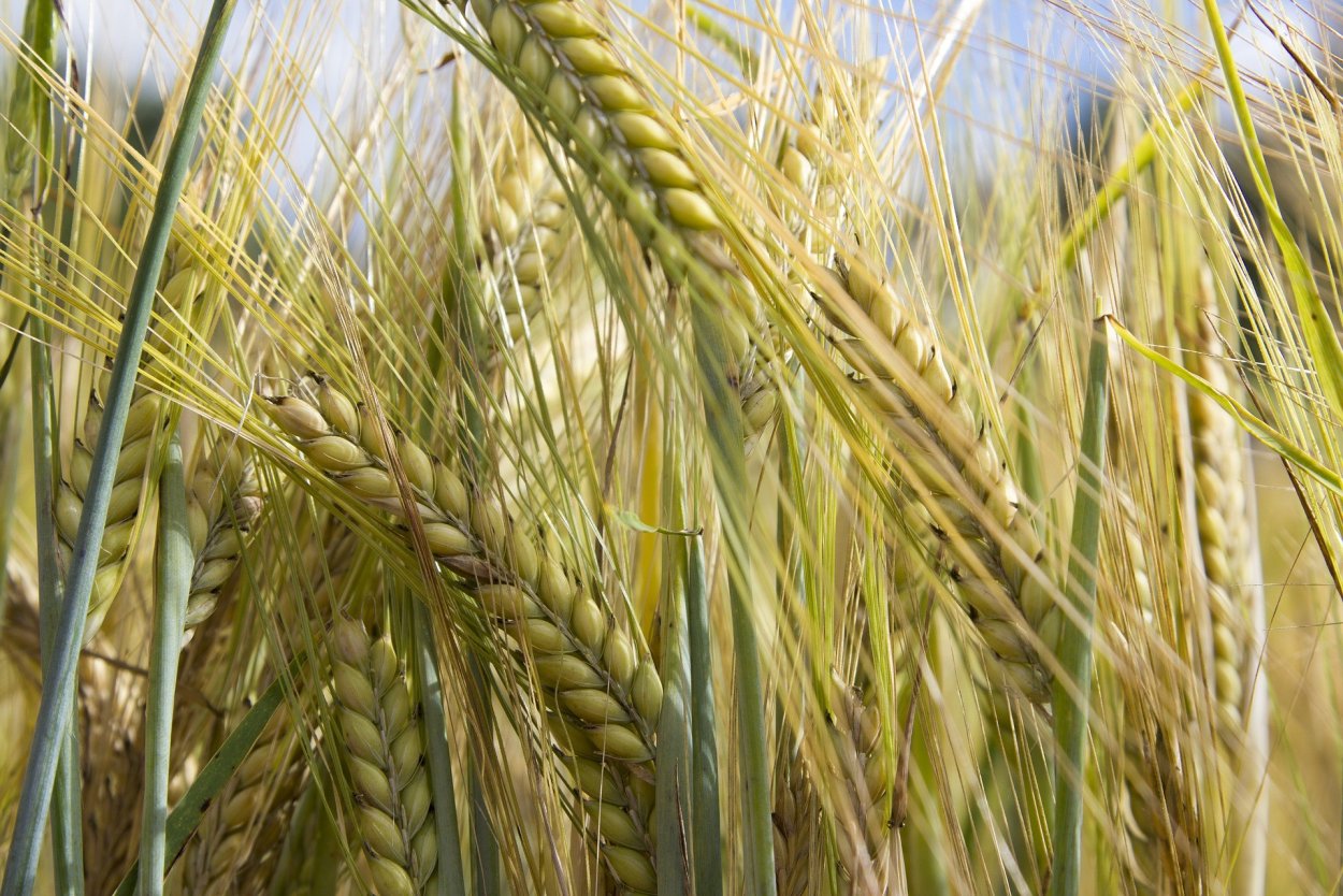 Злаковые Мятликовые