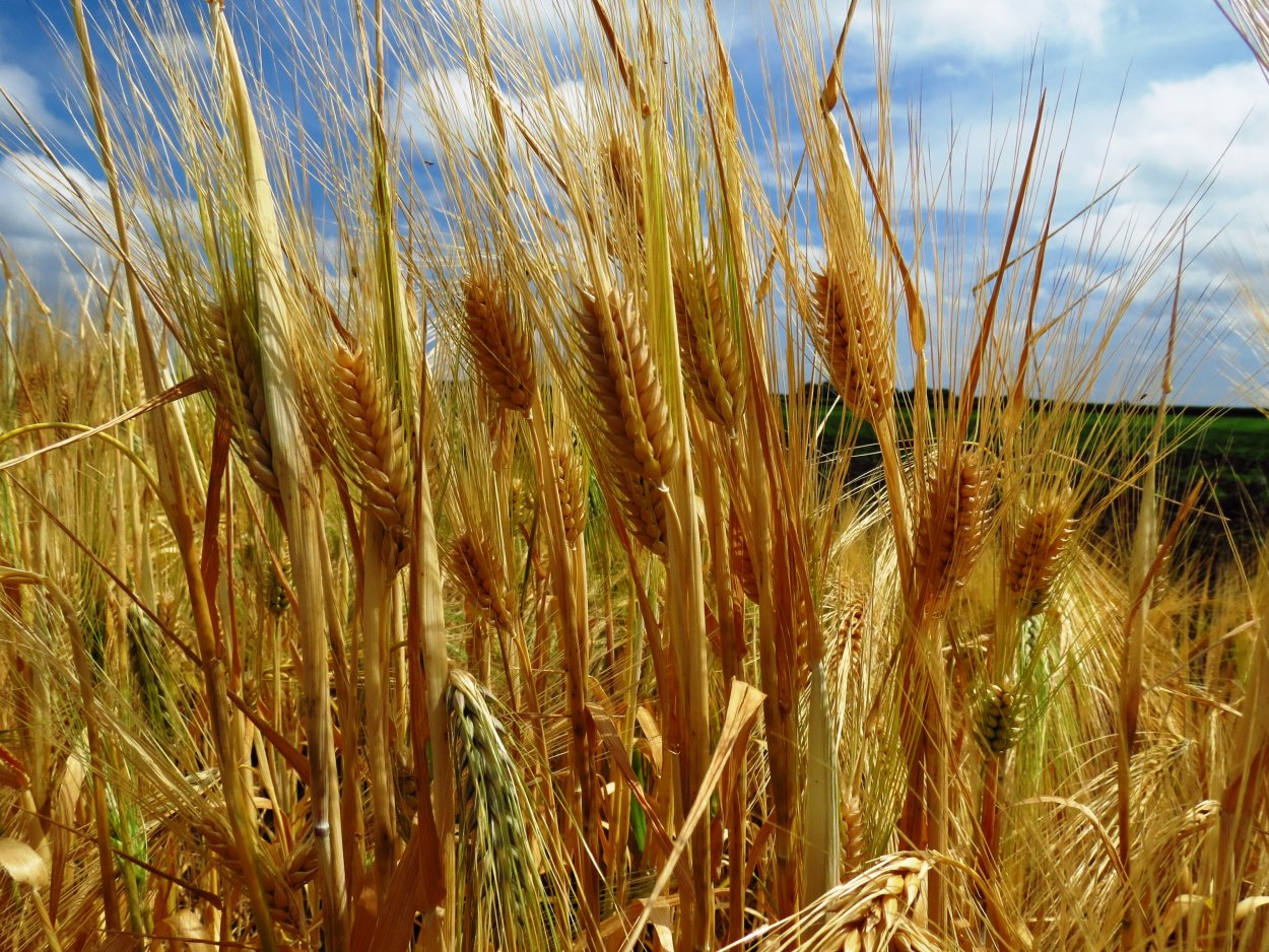 Аврора, Безостая, Кавказ пшеница