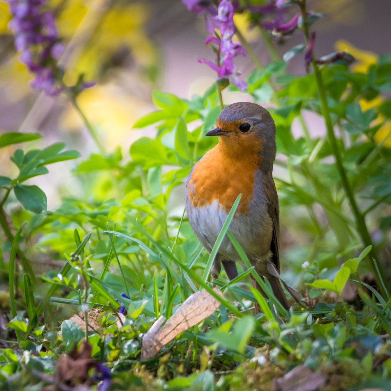 Птица Зарянка Лесная птица?