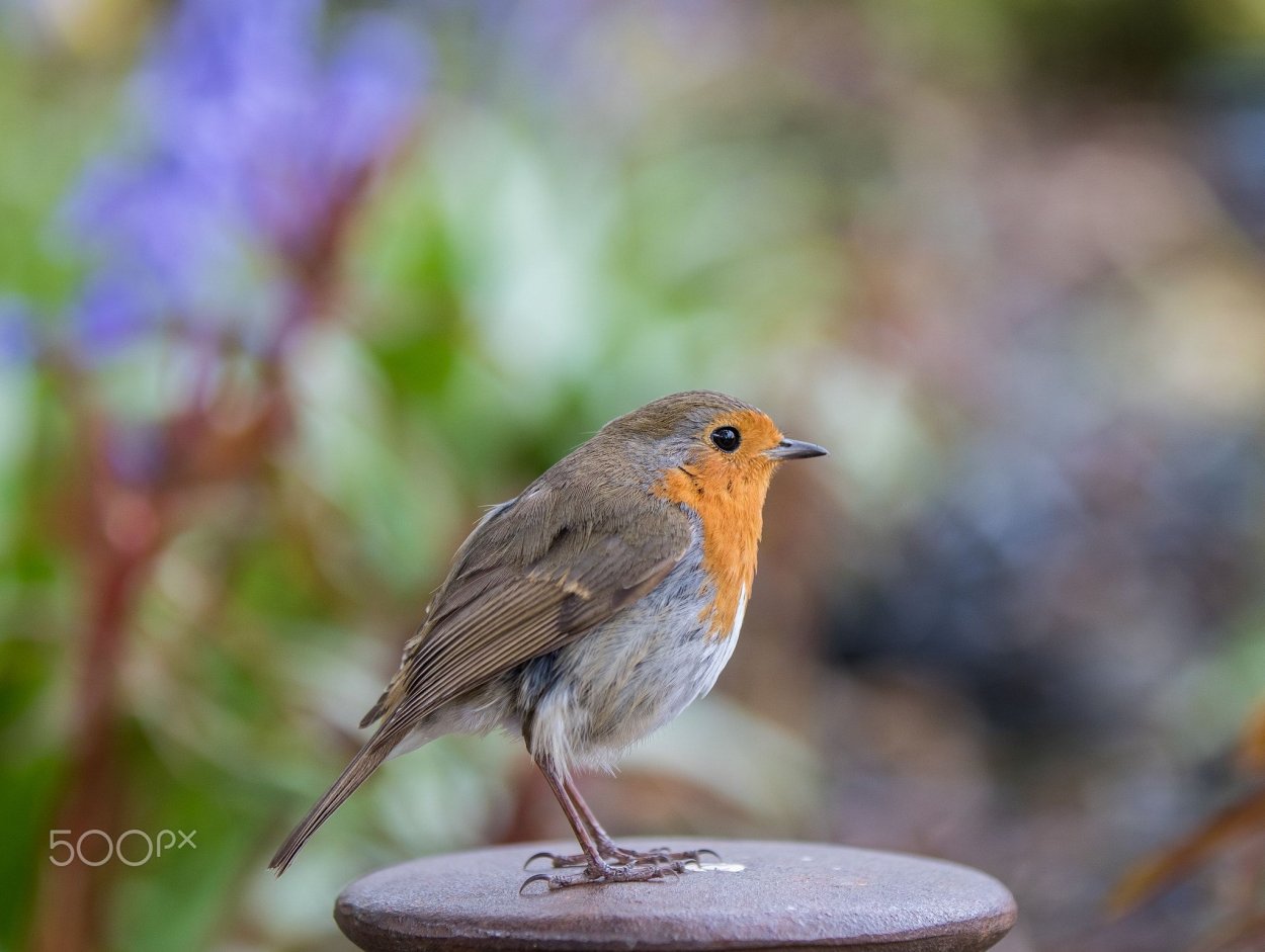 Робин спринг