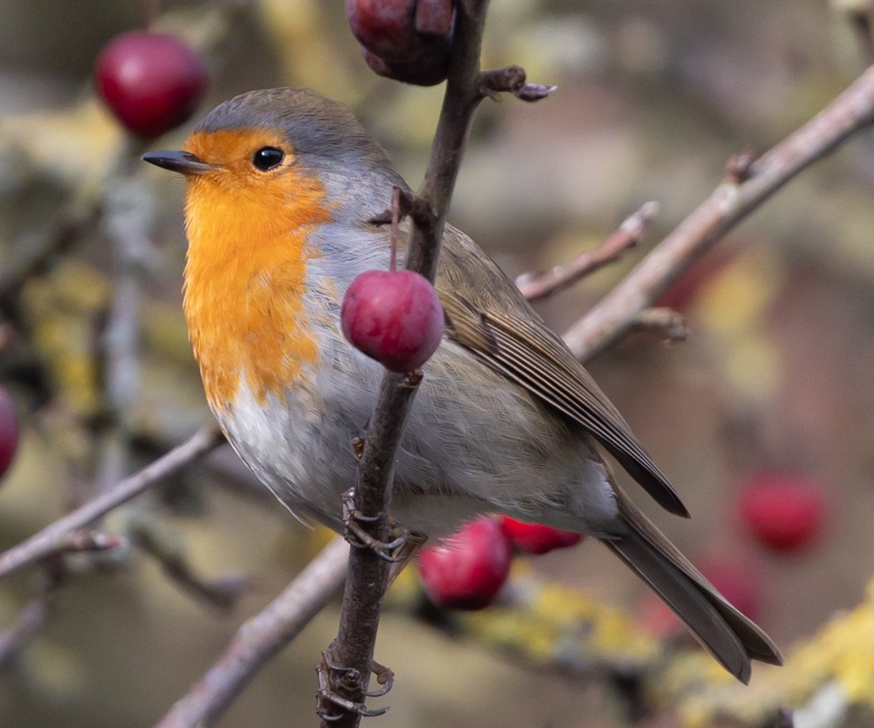 Зарянка птица фото пение