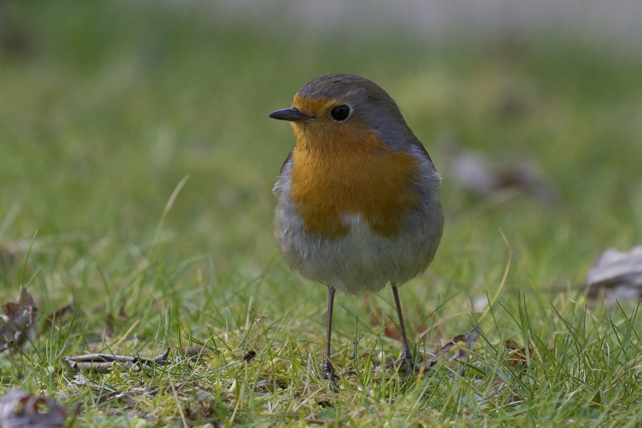 Зарянка парочка