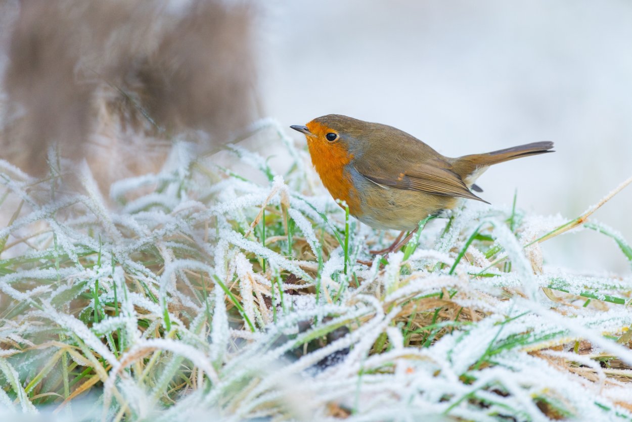 Робин алая Зарянка Robin Redbreast 1970 Постер
