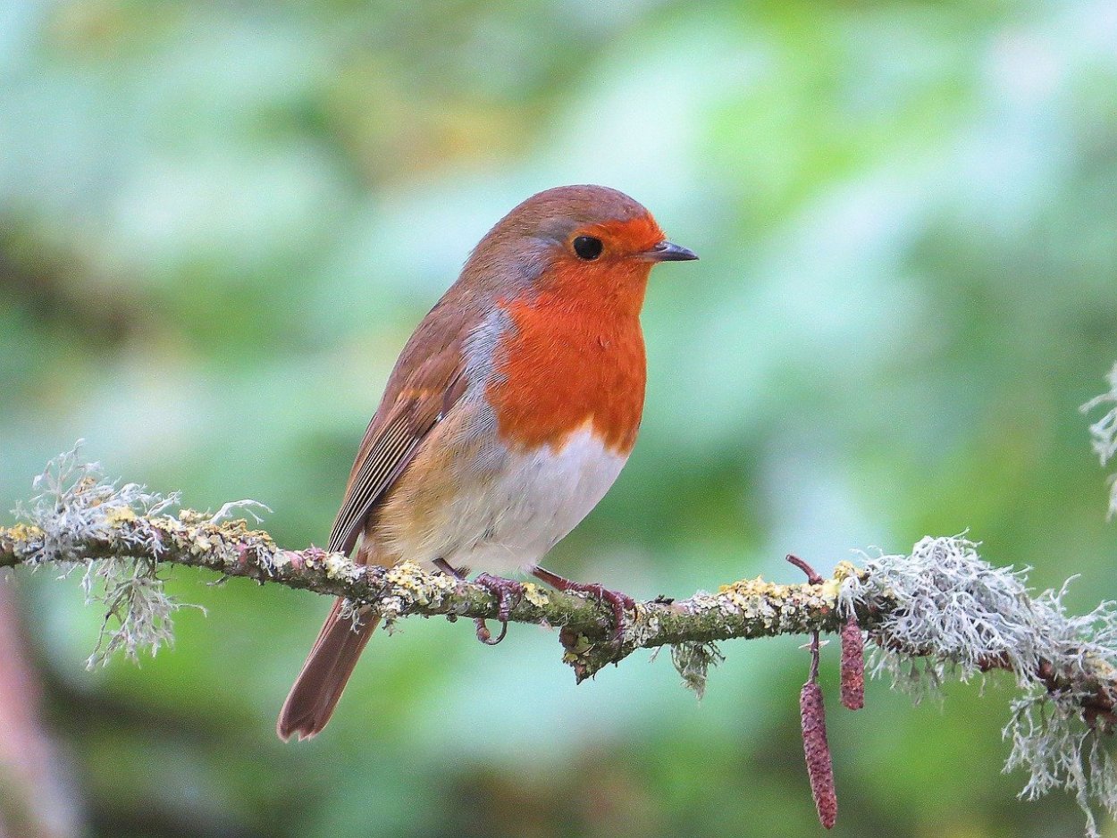 Гнездо зарянки