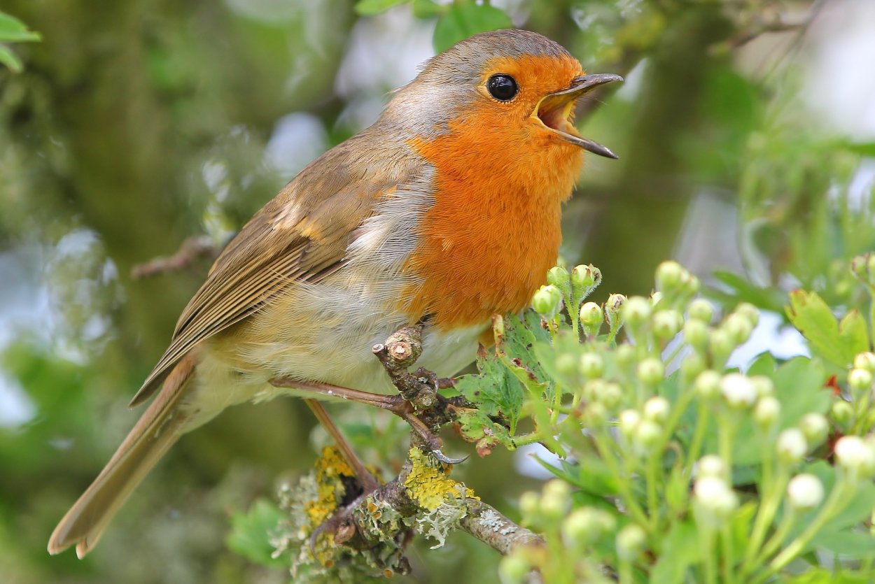 Зарянка цветок