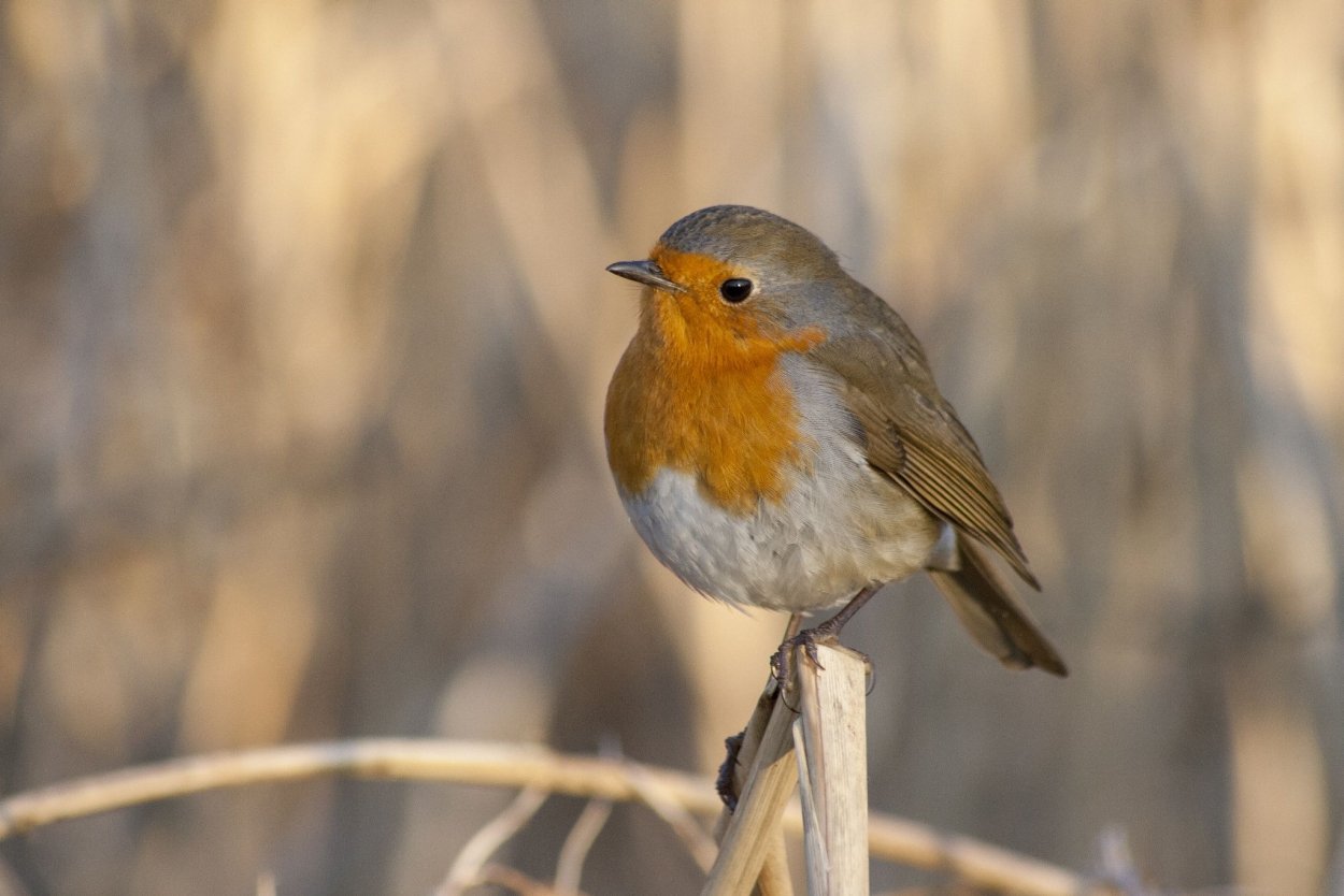 Зимние птицы