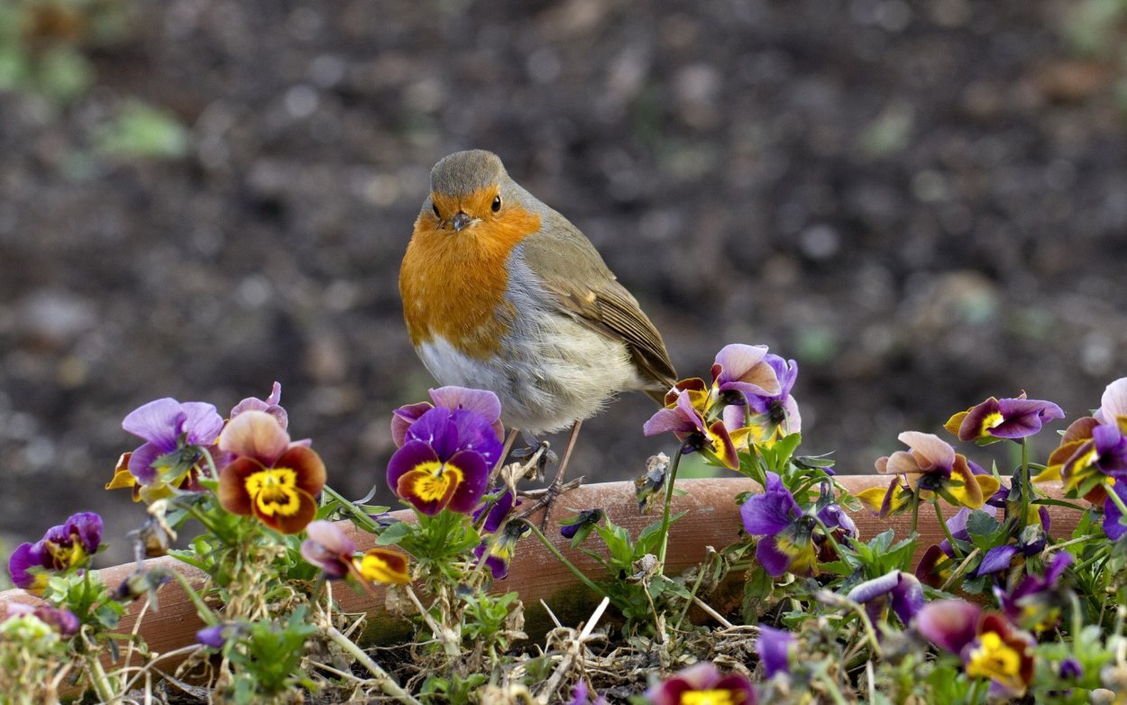 Робин Малиновка