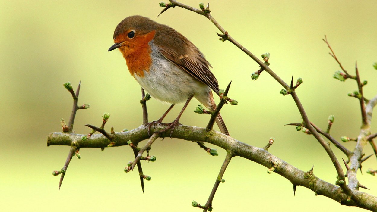 Японская Зарянка