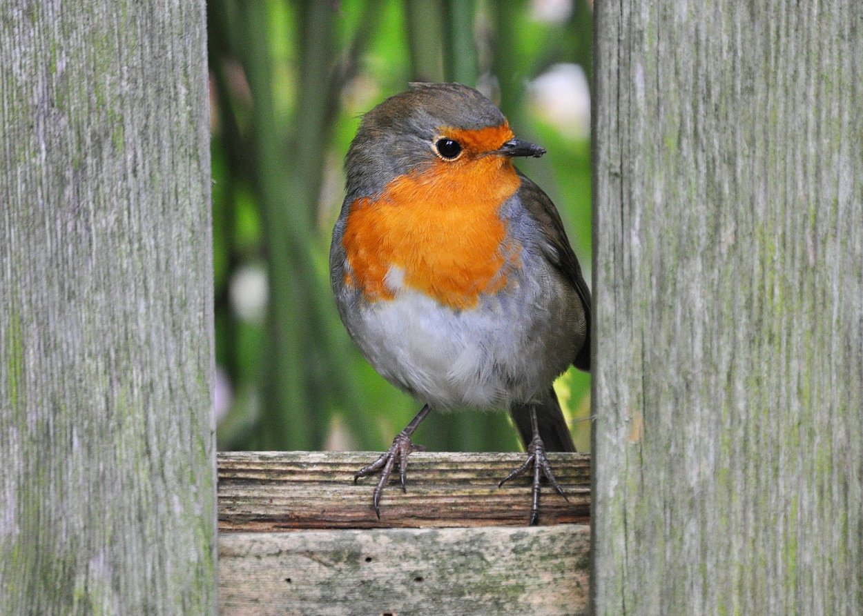 Зарянка акварель