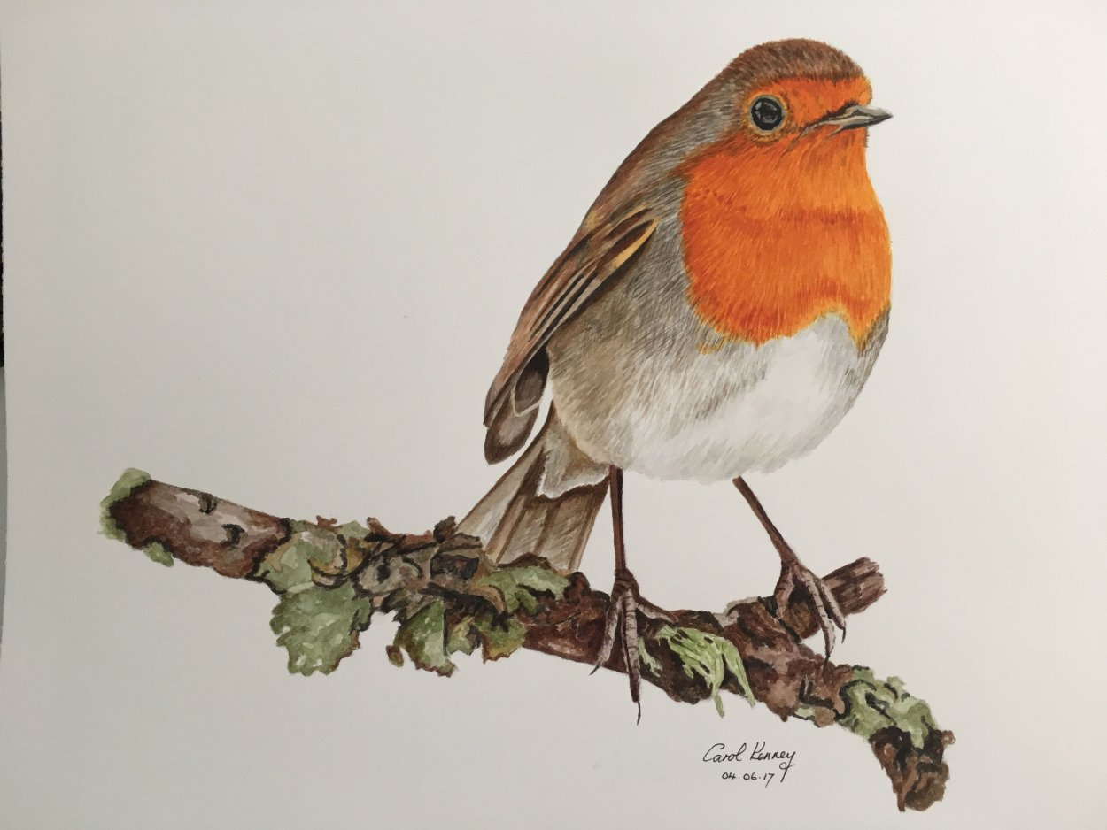 Малиновка птица