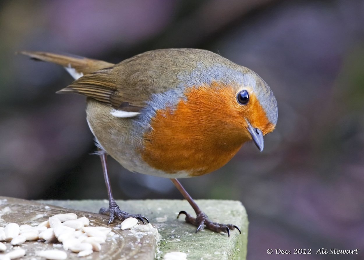 Красногрудая Зарянка