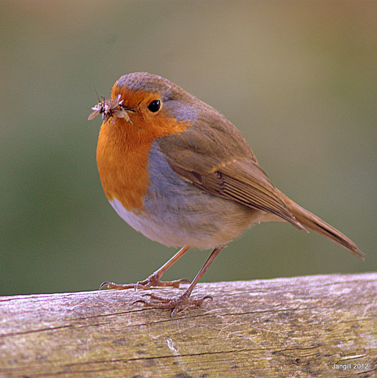 Лагерлёф Зарянка Малиновка