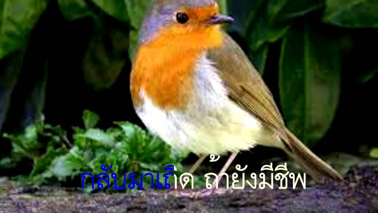 Птичка Макарачка