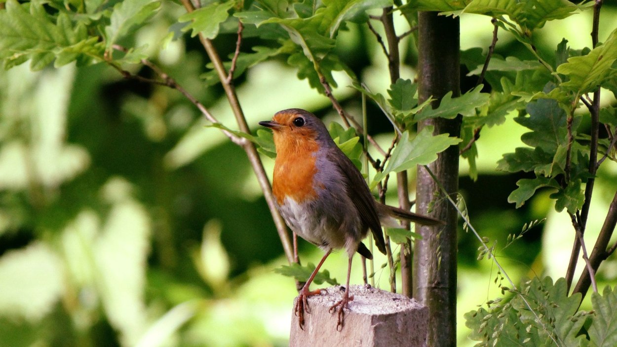 Птицы ранней весной