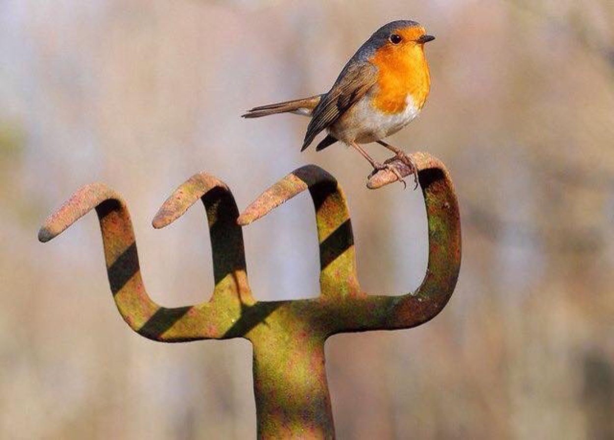 Зарянка птица яйца