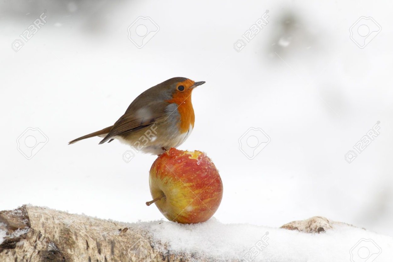 Зарянка фото птицы зимой