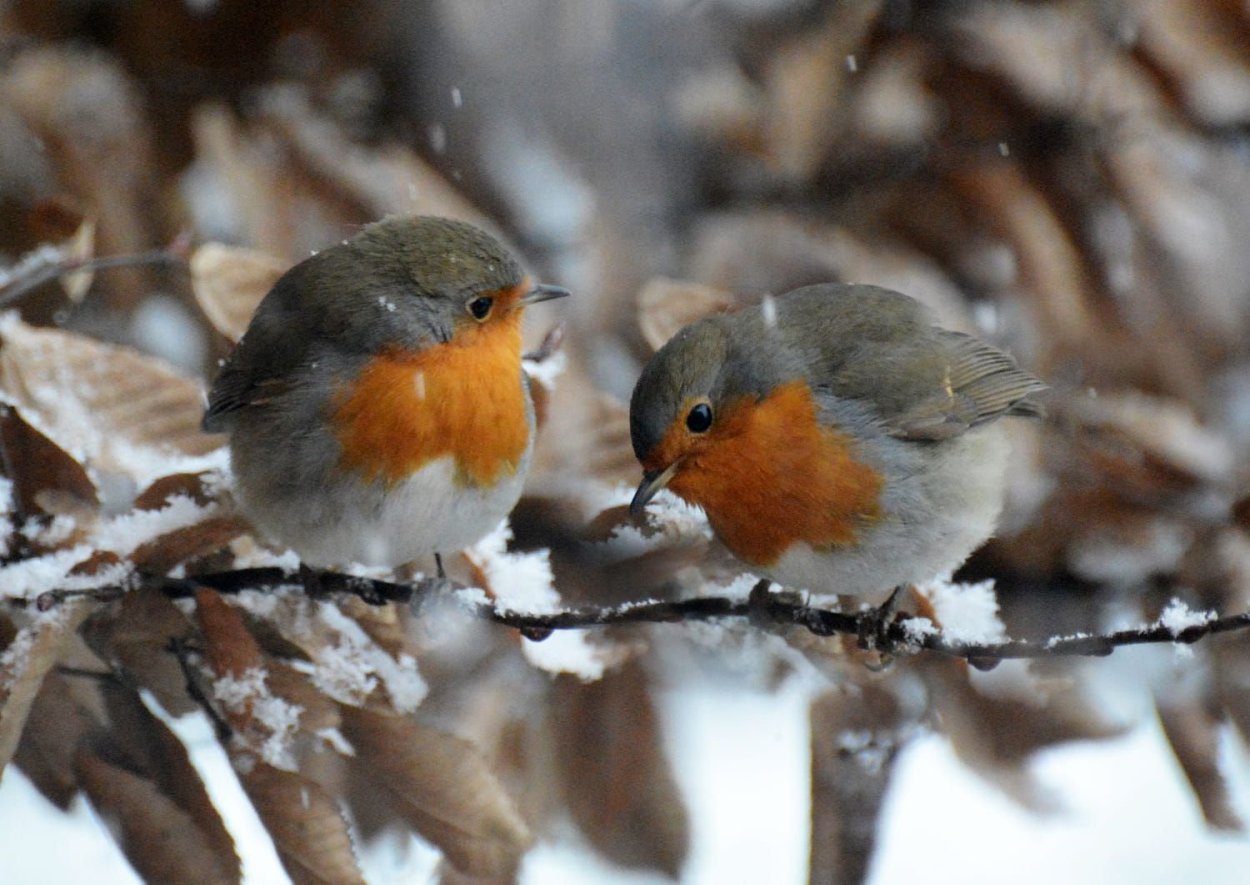Робин -Зарянка птица