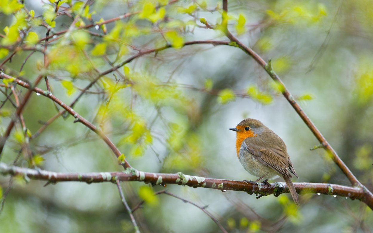 Птица Redbreast