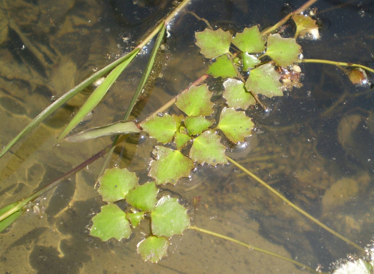 Водяной орех Азовский