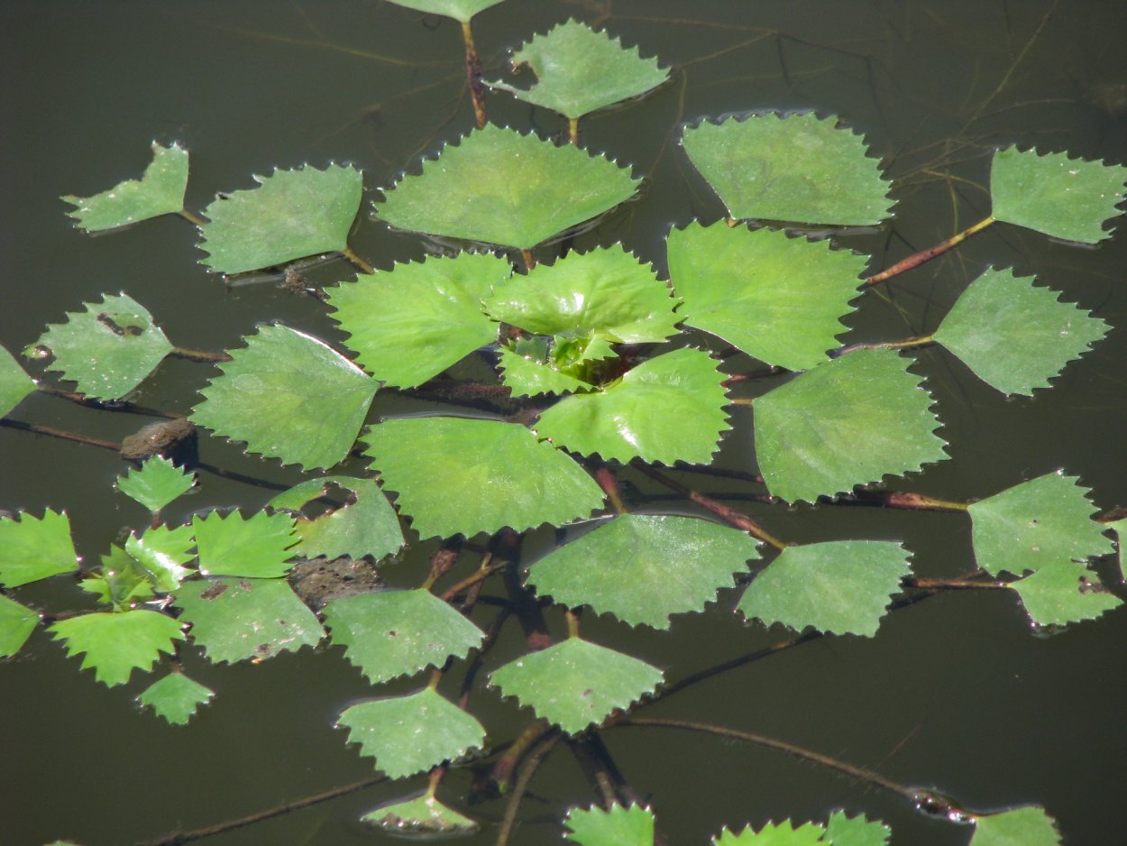 Чилим водяной орех