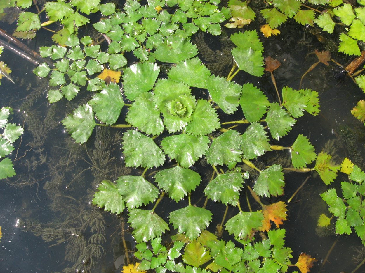 Чилим водяной орех воронежски
