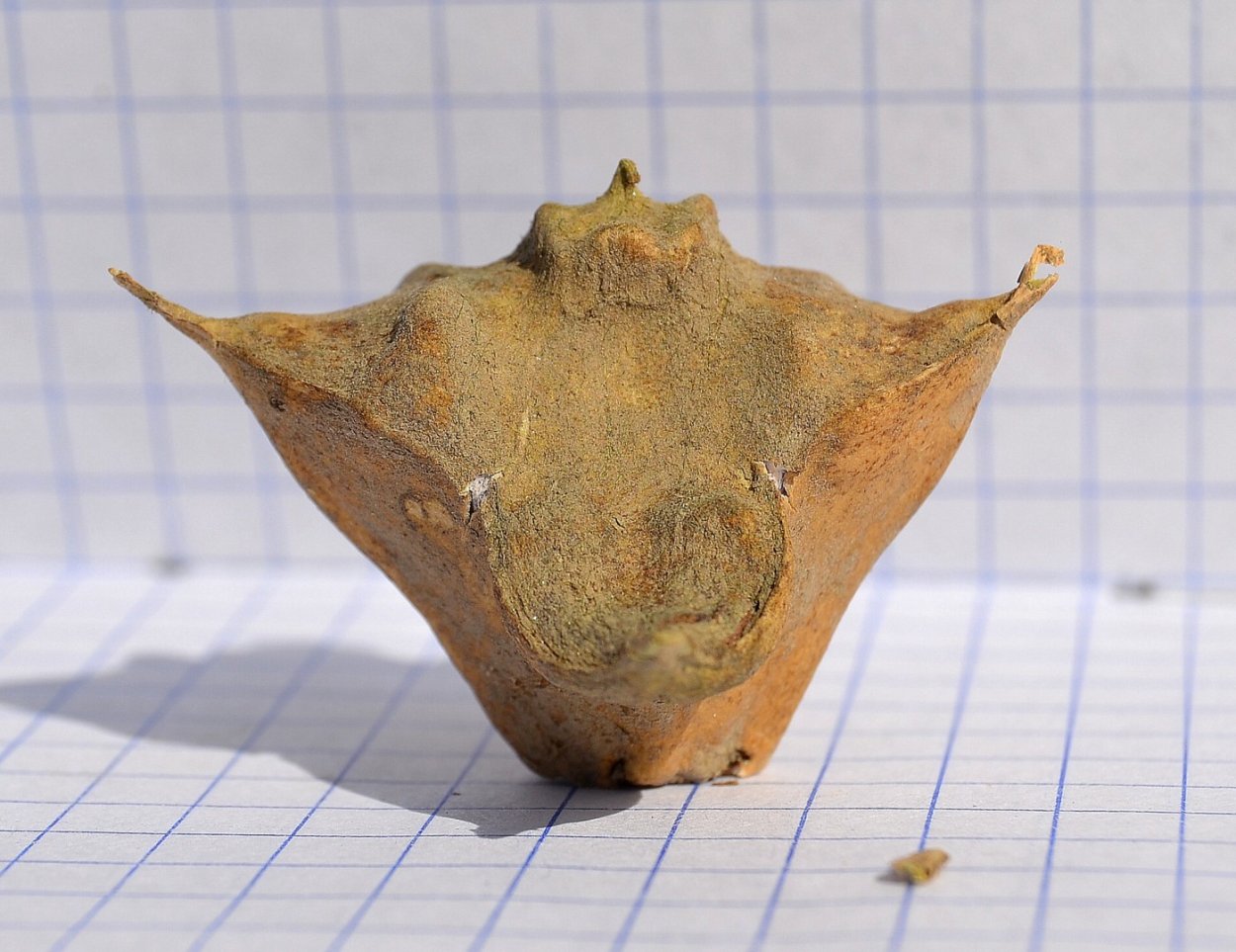 Рогатый орех Чилим