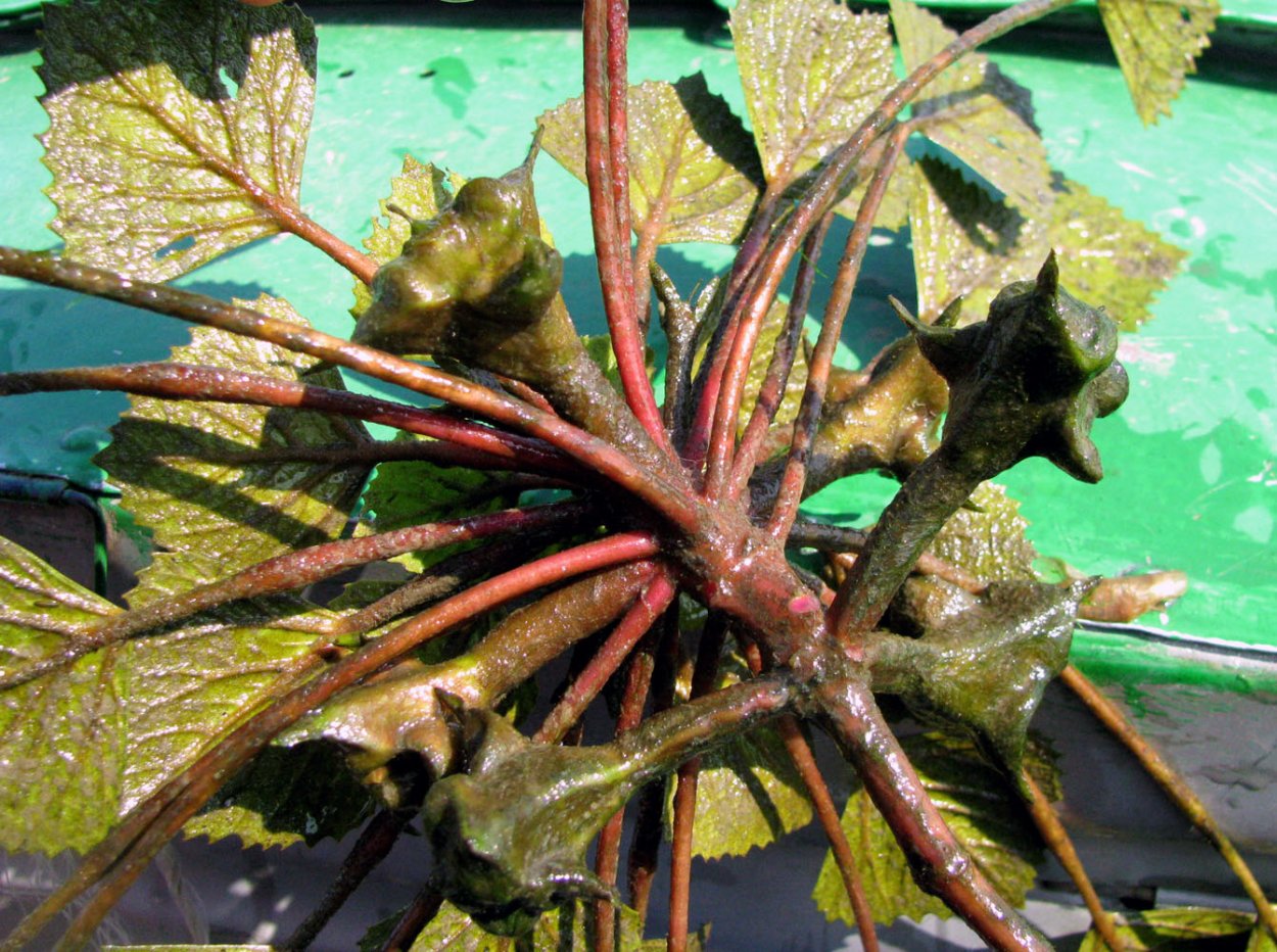 Водяной орех Чилим Астраханский