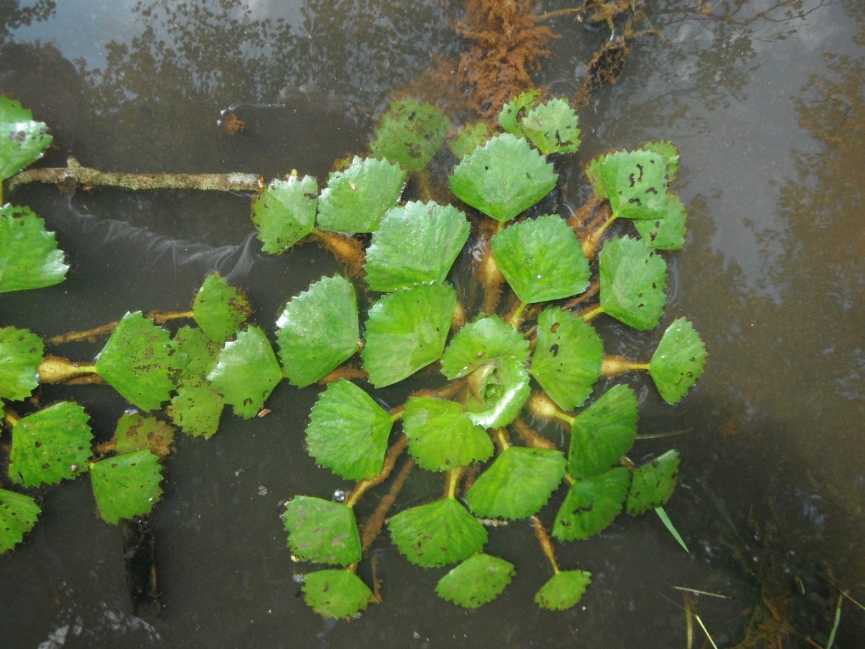 Чилим водяной орех Астрахань
