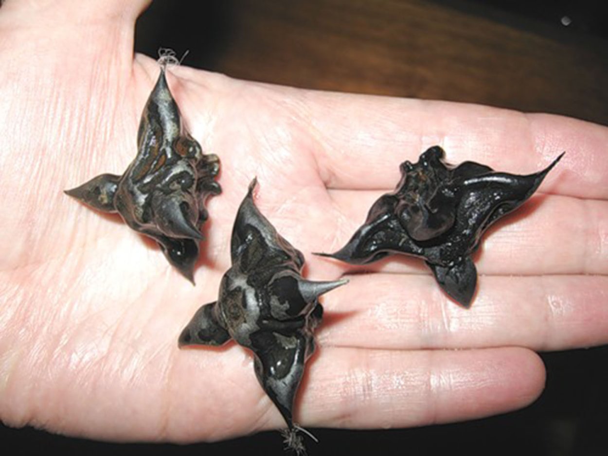 Речной орех Чилим