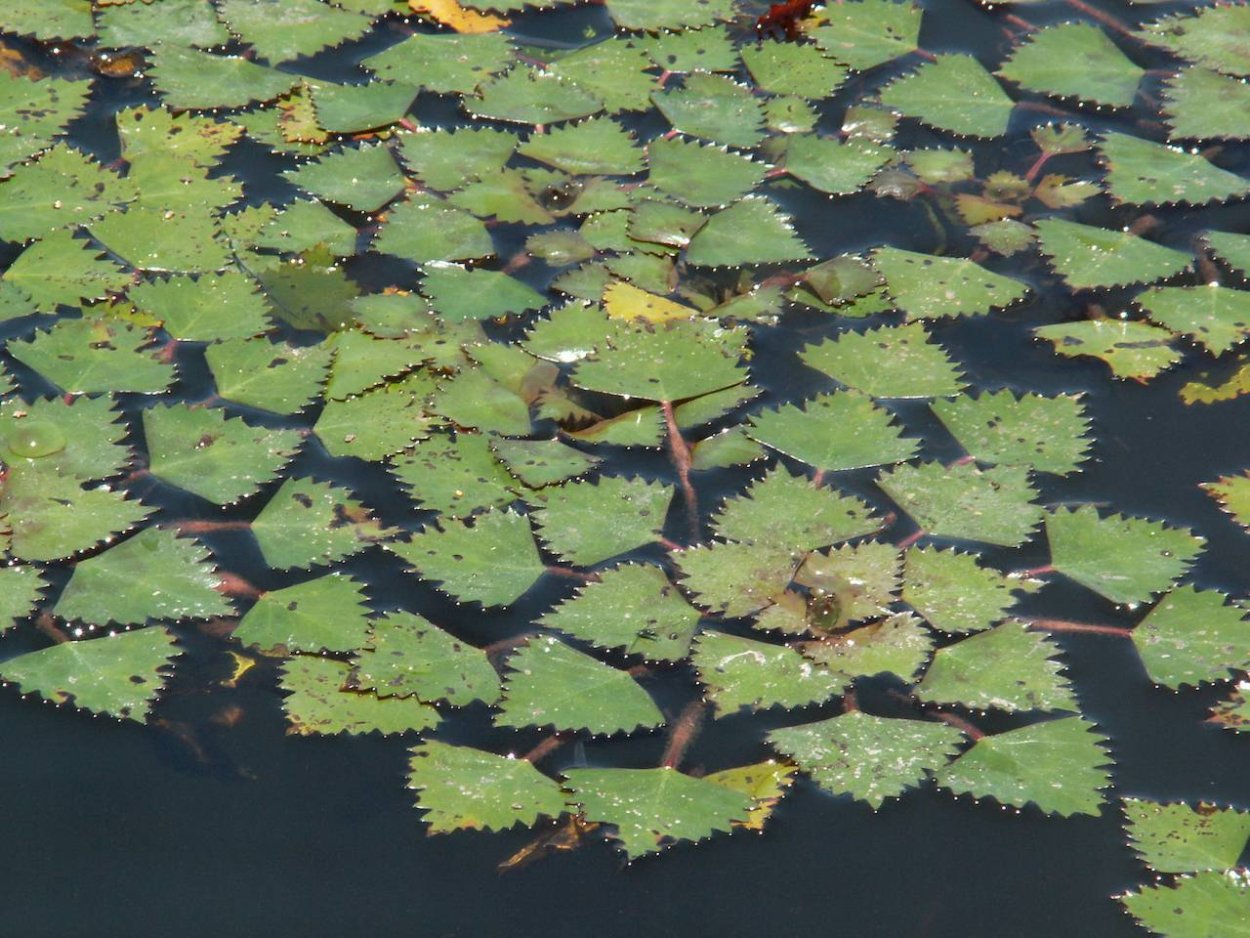 Водяной орех Чилим рогульник