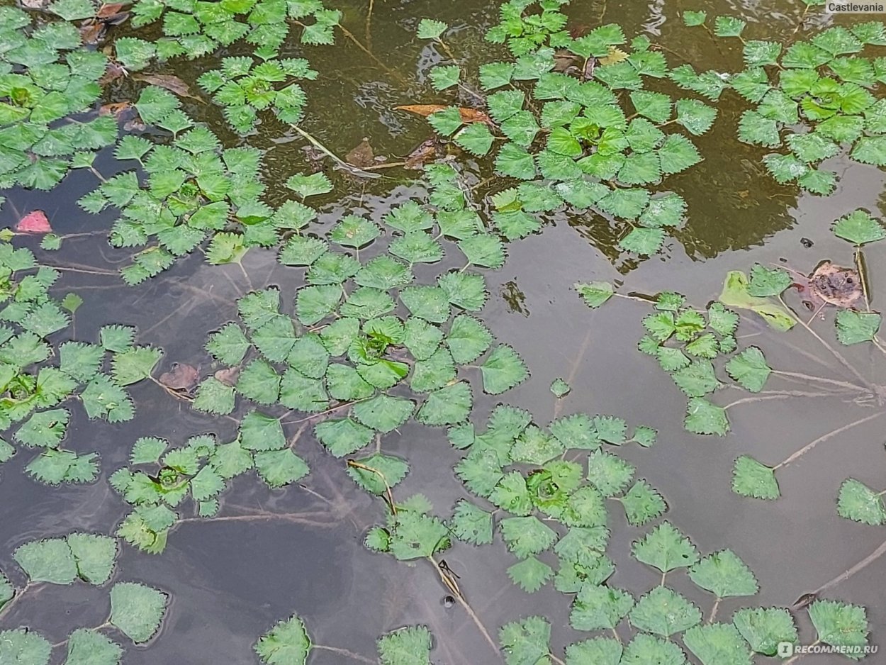 Водяной орех Чилим из дельты Волги