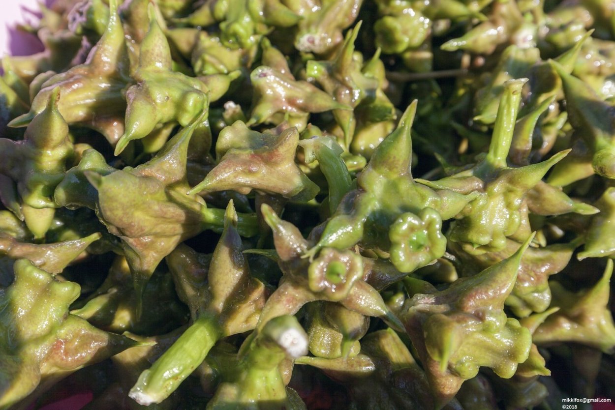 Чилим водяной орех