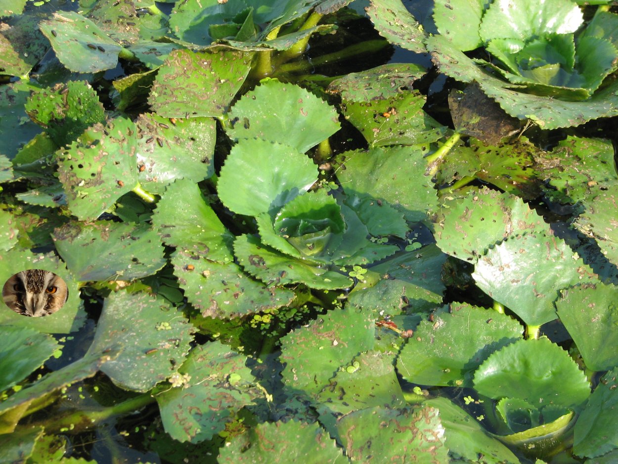 Рогульник Ханкайский