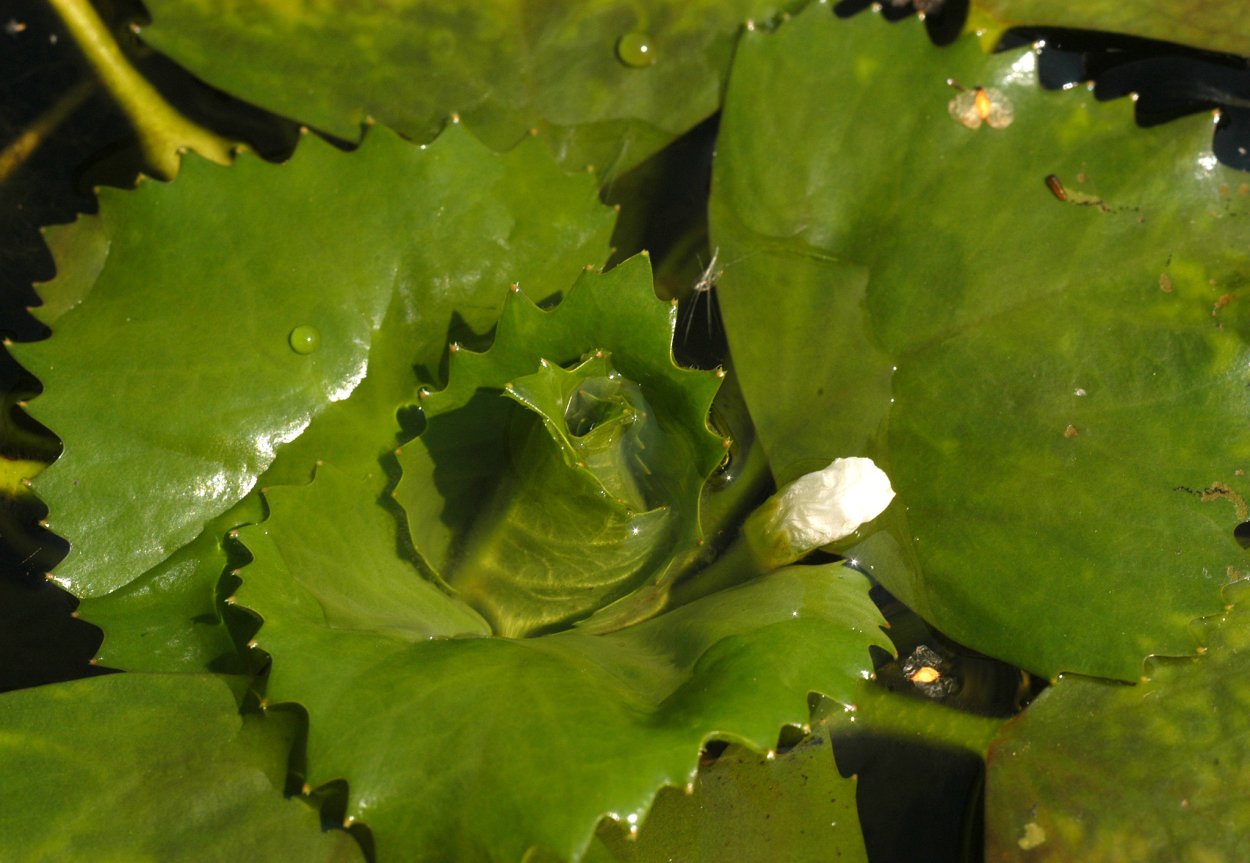 Рогульник плавающий