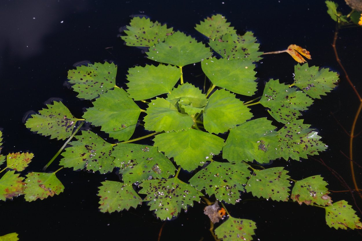Рогульник плавучий