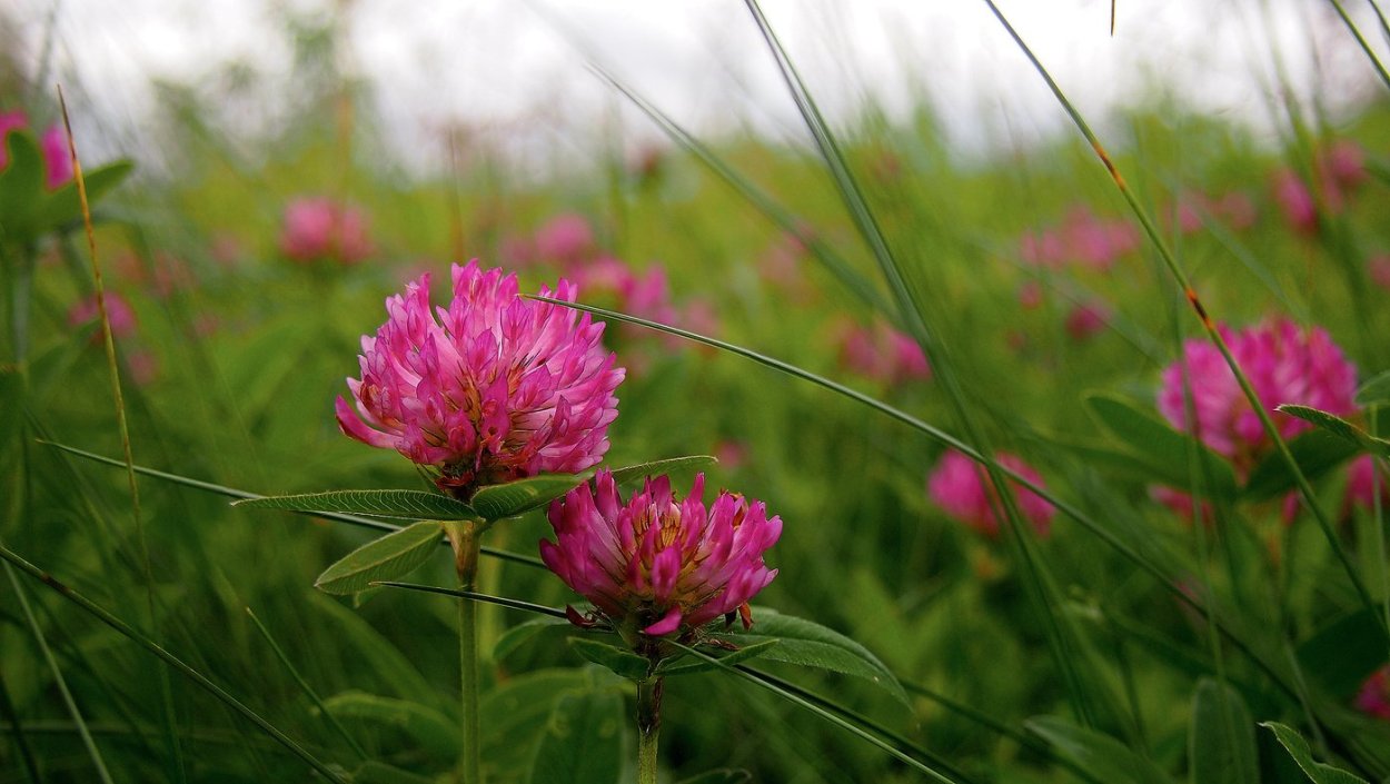 Животные Урала заяц рысак