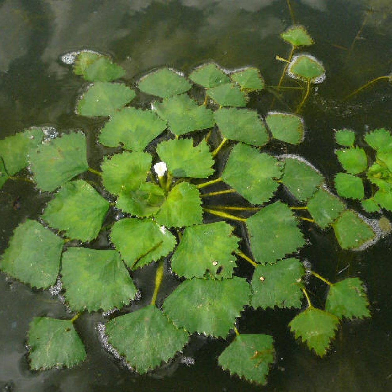 Чилим водяной орех