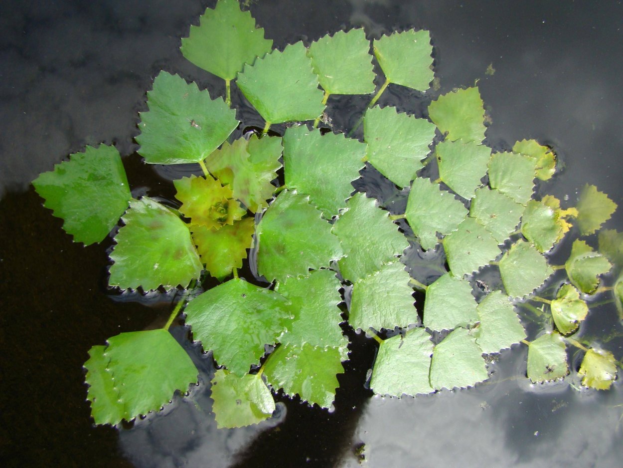 Рогульник Азовский