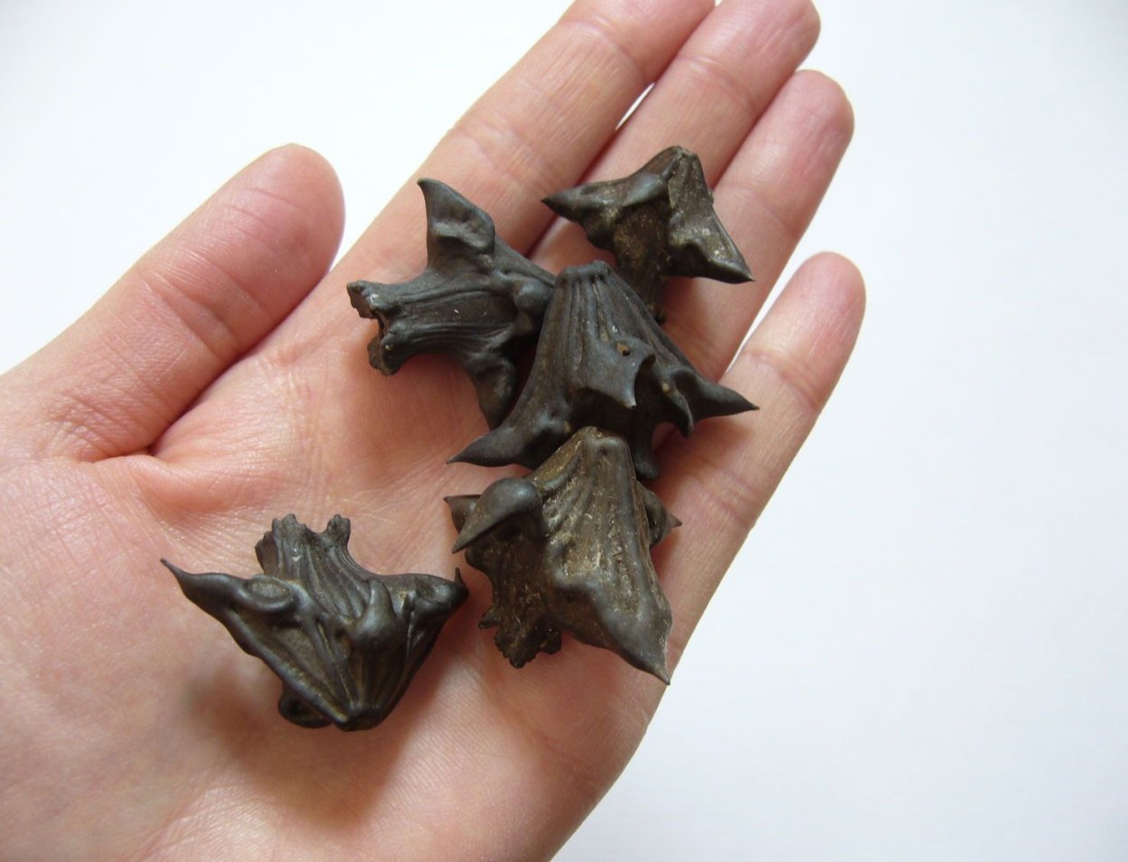 Водяной орех Чилим рогульник