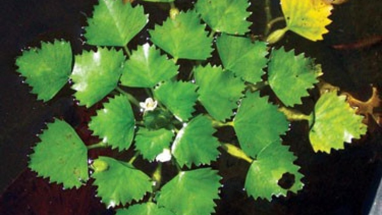 Водяной орех Амурский