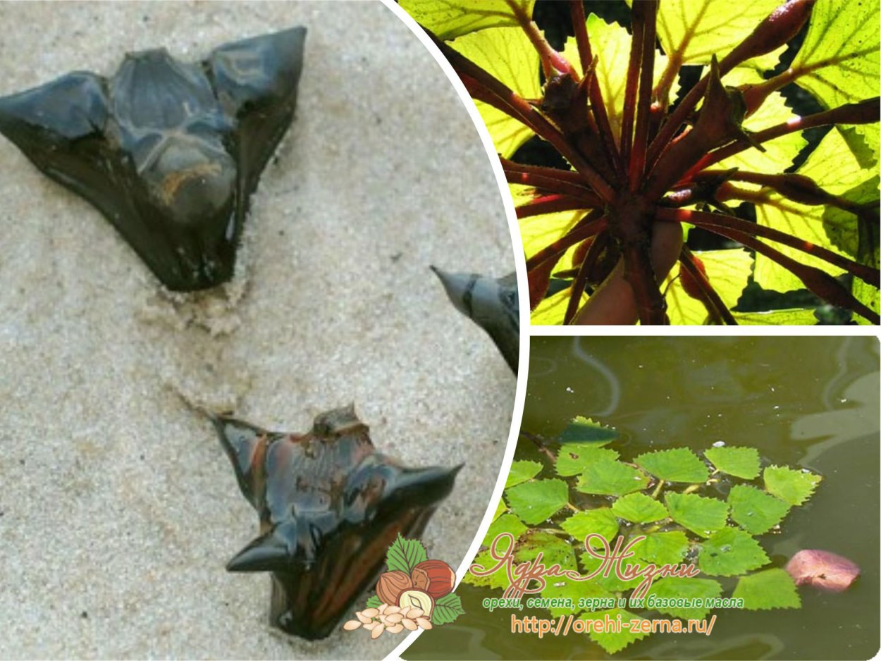 Водяной орех Чилим рогульник