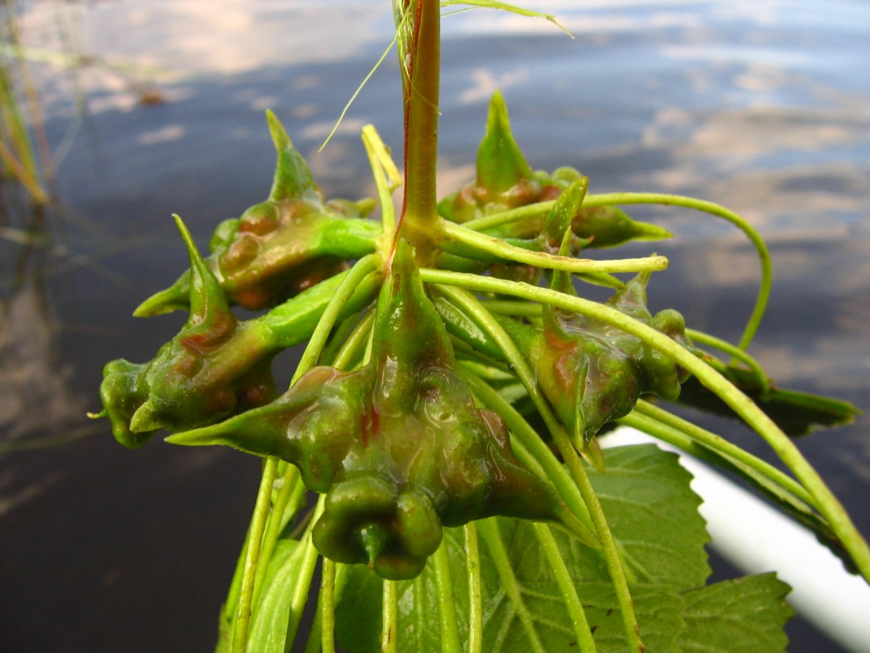 Чилим водяной орех