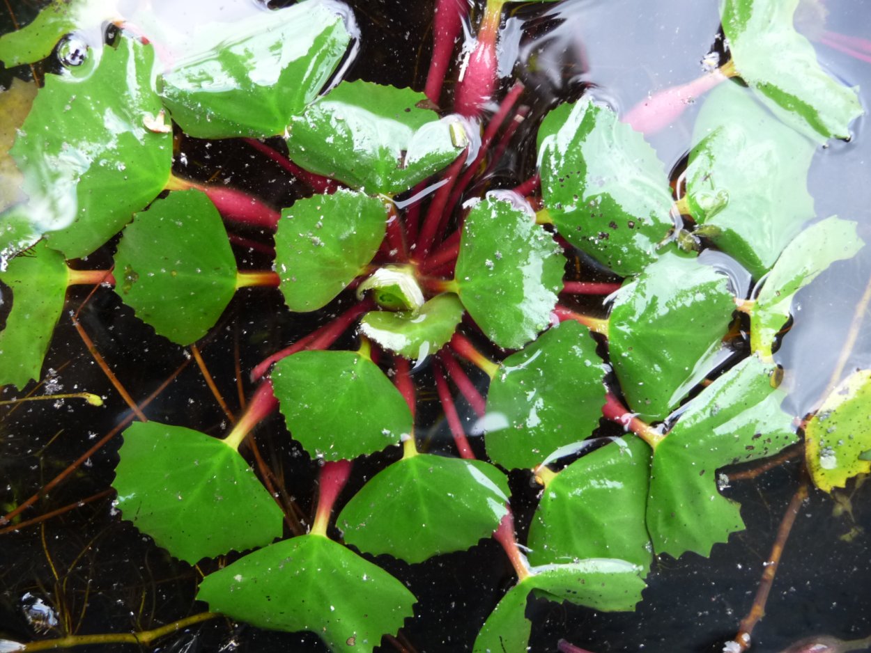 Трапа Патанс водяной орех