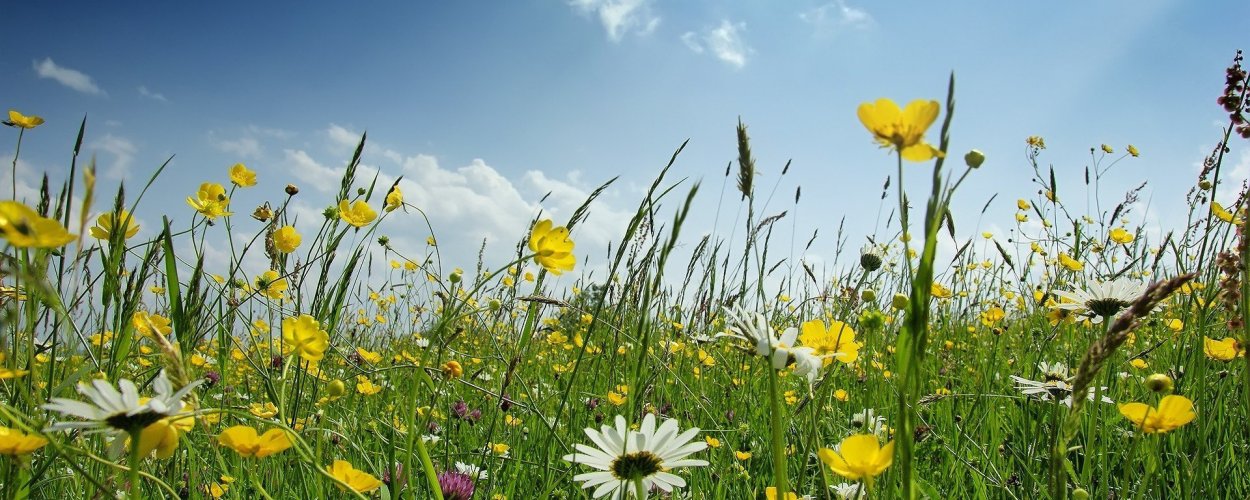 Олень пасется на лугу