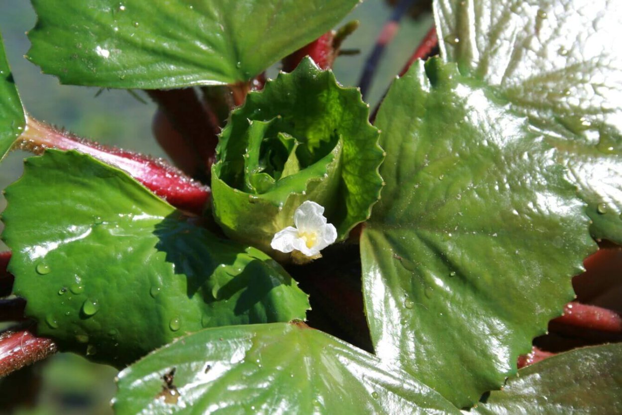 Рогульник плавающий