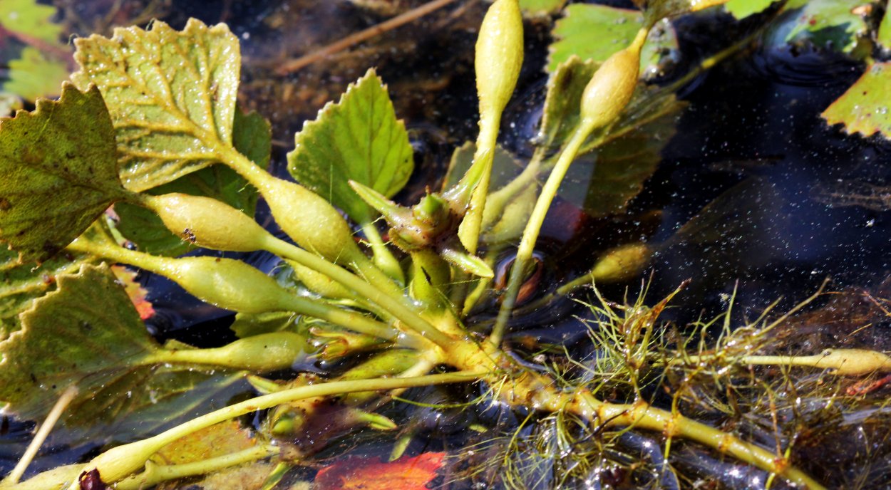 Водяной каштан Чилим