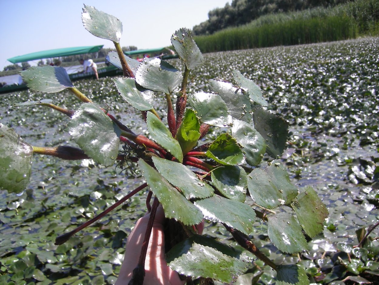 Телецкое озеро Чилим