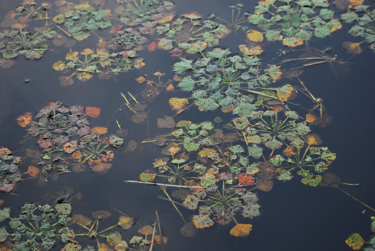 Астраханский заповедник растения водяной орех